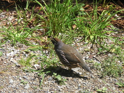 quail